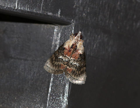 Double-humped Pococera Moth - Pococera expandens TL: ~15 mm. Variable species. Known to have an ochre basal patch and white scales near the inner margin. Hosts: Oak?

Habitat: Attracted to a 365 nm tube black light in a semi-rural area

 Double-humped Pococera Moth,Geotagged,Pococera,Pococera expandens,Summer,United States,moth,striped oak webworm
