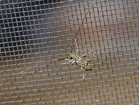 Small Mulberry Borer - Dorcaschema alternatum TL: ~12 mm. It was black with yellow markings, white pubescence, and super long antennae.

Habitat: Attracted to a 365 nm tube black light in a semi-rural area

 Dorcaschema,Dorcaschema alternatum,Geotagged,Small Mulberry Borer,Summer,United States,beetle,cerambycidae,longhorn beetle