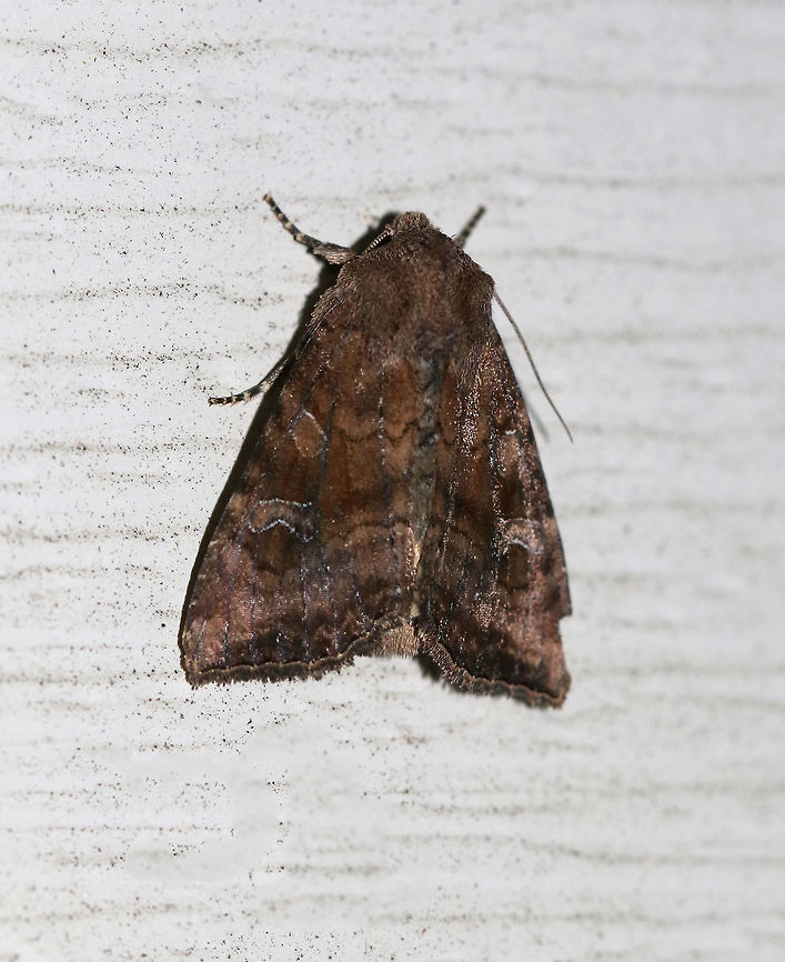 Signate Quaker - Tricholita signata TL: ~15+ mm. FW is variably brown with white peppered veins. Hosts: Dandelion, plantain, and other low plants.<br />
<br />
Habitat: Attracted to a 365 nm black light in a semi-rural area Geotagged,Signate Quaker,Summer,Tricholita,Tricholita signata,United States,moth,quaker