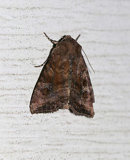Signate Quaker - Tricholita signata TL: ~15+ mm. FW is variably brown with white peppered veins. Hosts: Dandelion, plantain, and other low plants.

Habitat: Attracted to a 365 nm black light in a semi-rural area Geotagged,Signate Quaker,Summer,Tricholita,Tricholita signata,United States,moth,quaker