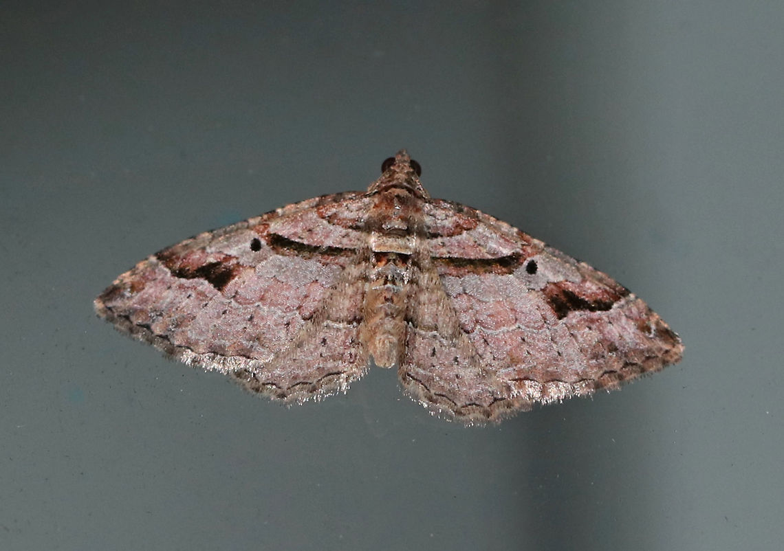 Bent-line Carpet Moth - Costaconvexa centrostrigaria Brown moth with an approximately 2 cm wingspan. The antemedial and postmedial lines form dark brown bands. The postmedial line ends midway across the wing. All four wings have small, black discal spots.<br />
<br />
Habitat: Attracted to a 365 nm black light in a semi-rural area Bent-line Carpet Moth,Costaconvexa centrostrigaria,Geotagged,Summer,United States,moth