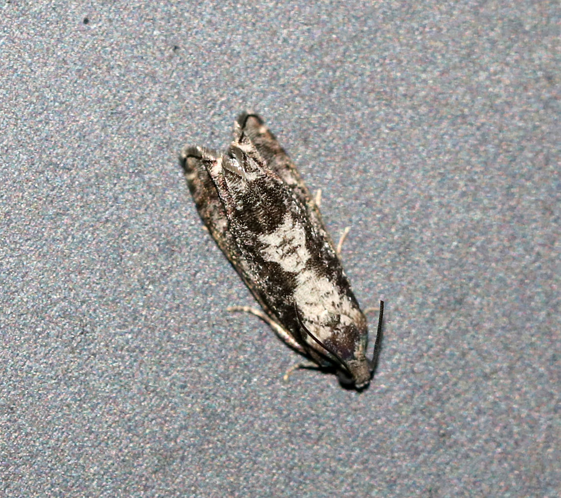 Chimoptesis pennsylvaniana - Filigreed Chimoptesis TL: 8 mm. Dark FW with white strip<br />
<br />
Habitat: Attracted to a 365 nm black light in a semi-rural area<br />
<br />
*JD species intro #900 for me! Chimoptesis pennsylvaniana,Filigreed Chimoptesis,Geotagged,Summer,United States,moth