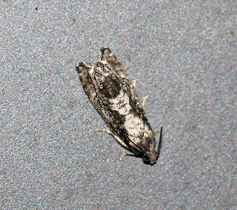 Chimoptesis pennsylvaniana - Filigreed Chimoptesis TL: 8 mm. Dark FW with white strip

Habitat: Attracted to a 365 nm black light in a semi-rural area

*JD species intro #900 for me! Chimoptesis pennsylvaniana,Filigreed Chimoptesis,Geotagged,Summer,United States,moth