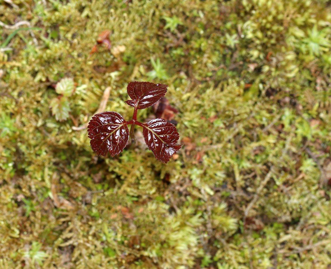 Eastern Poison Ivy - Toxicodendron radicans Truly an (ob)noxious plant!<br />
<br />
Poison Ivy can easily be confused with other plants because the leaf color and shape is so variable. Here are some features that poison ivy definitely has: Three leaflets on one leaf stem, continuing up the branch in sets of<br />
three. The middle leaflet will have a longer stem than the other two. The side veins of a leaflet are placed alternately off the main vein. Leaves in an alternate pattern, not across from each other.<br />
<br />
And, you can always go with this rhyme to keep it straight...<br />
<br />
Leaflets three, let it be; leaflets<br />
five, let it thrive.<br />
Berries red, have no dread; berries<br />
white, a poisonous sight.<br />
Hairy vine, no friend of mine.<br />
Raggy rope, don&rsquo;t be a dope.<br />
Red leaves in the spring, it&rsquo;s a<br />
dangerous thing. Geotagged,Poison ivy,Spring,Toxicodendron radicans,United States