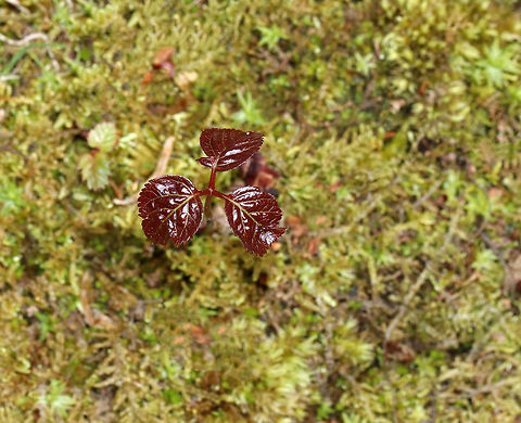 Eastern Poison Ivy - Toxicodendron radicans Truly an (ob)noxious plant!

Poison Ivy can easily be confused with other plants because the leaf color and shape is so variable. Here are some features that poison ivy definitely has: Three leaflets on one leaf stem, continuing up the branch in sets of
three. The middle leaflet will have a longer stem than the other two. The side veins of a leaflet are placed alternately off the main vein. Leaves in an alternate pattern, not across from each other.

And, you can always go with this rhyme to keep it straight...

Leaflets three, let it be; leaflets
five, let it thrive.
Berries red, have no dread; berries
white, a poisonous sight.
Hairy vine, no friend of mine.
Raggy rope, don&rsquo;t be a dope.
Red leaves in the spring, it&rsquo;s a
dangerous thing. Geotagged,Poison ivy,Spring,Toxicodendron radicans,United States