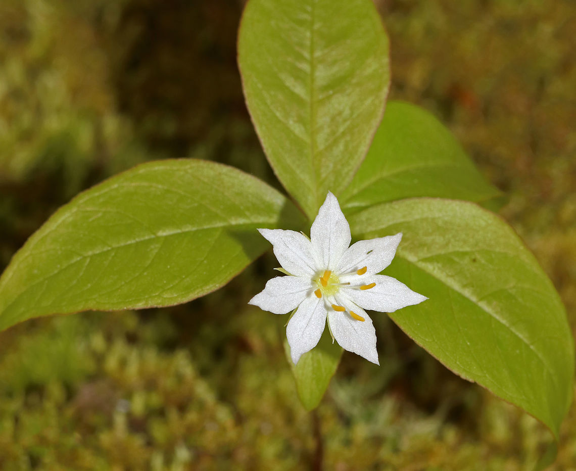 Starflower - Trientalis borealis Starflower has delicate star-shaped flowers with 5-9 white petals. Leaves are simple and occur in whorls at the tip of the stem.<br />
<br />
Habitat: Deciduous forest Geotagged,Spring,Starflower,Trientalis borealis,United States