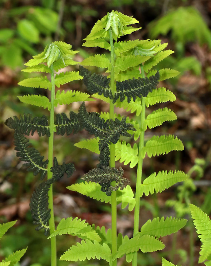 Interrupted Fern - Osmunda claytoniana This species gets its common name from the distinct interruptions present in the center of the fronds, which are caused by the fertile pinnae.<br />
<br />
Habitat: Deciduous forest Geotagged,Interrupted Fern,Osmunda,Osmunda claytoniana,Spring,United States,fern