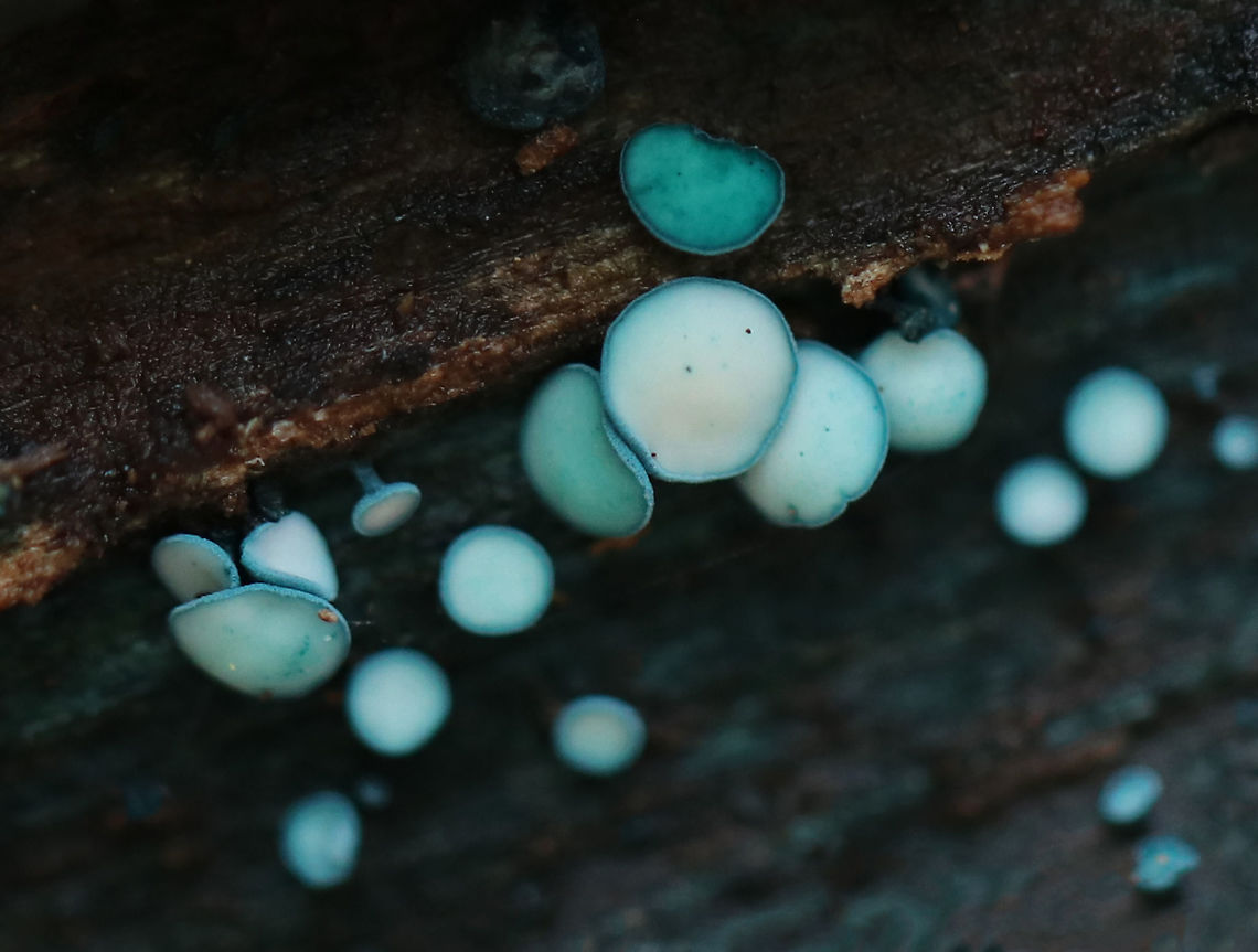 Elfcups - Chlorociboria aeruginosa Blue-green fungi that have a cup-shaped fruiting body with a tiny, central stem. The fruiting body becomes flattened with age. They ranged in size from 1-3 mm wide. The cups on most of these were whitish - maybe related to age or moisture?<br />
<br />
Habitat: Rotting wood in a mixed forest Chlorociboria aeruginosa,Geotagged,Spring,Turquoise Elfcup,United States