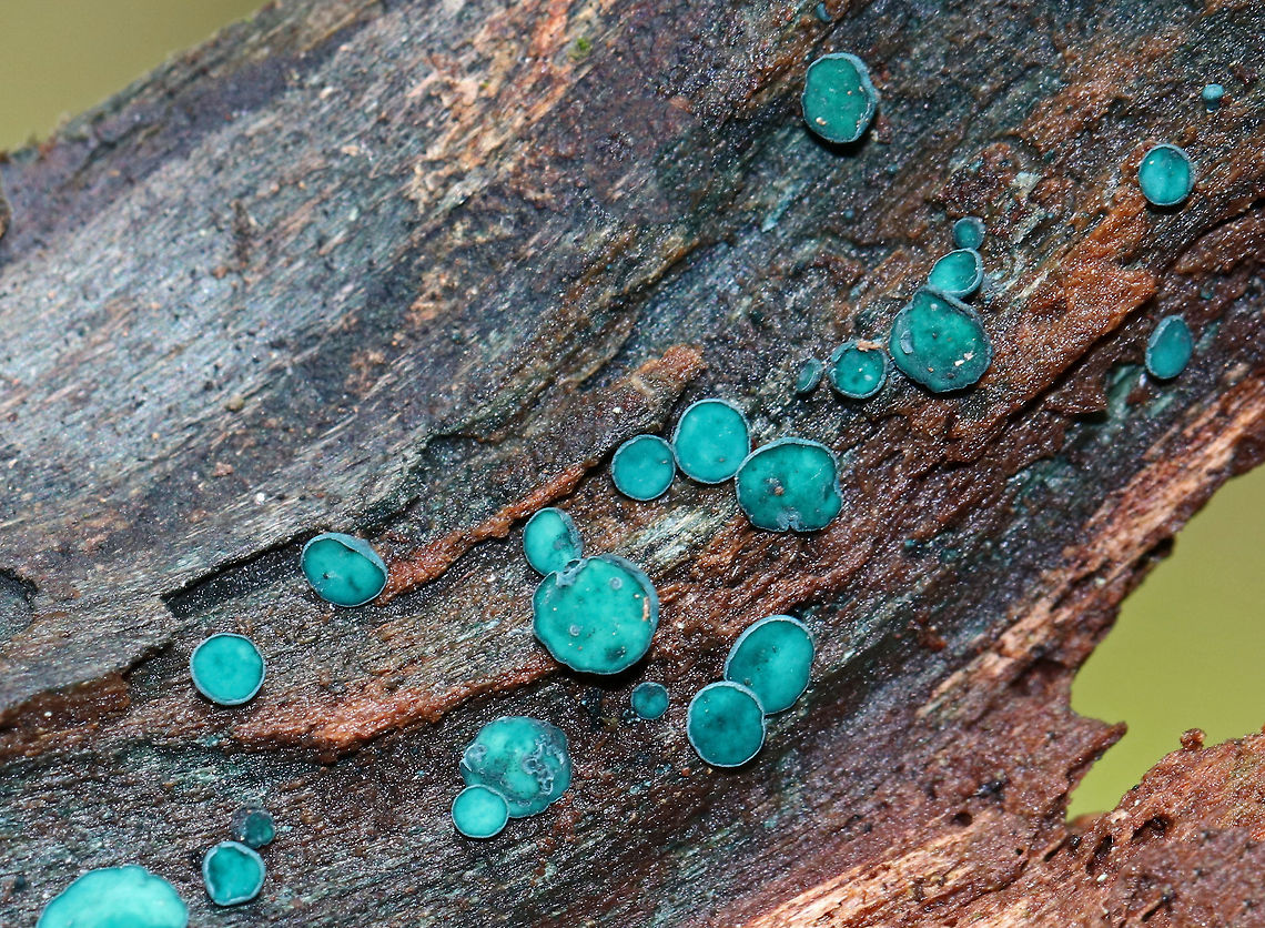 Elfcups - Chlorociboria aeruginosa Blue-green fungi that have a cup-shaped fruiting body with a tiny, central stem. The fruiting body becomes flattened with age. They ranged in size from 1-3 mm wide. The cups on most of these were whitish - maybe related to age or moisture?<br />
<br />
Habitat: Rotting wood in a mixed forest Chlorociboria aeruginosa,Geotagged,Spring,Turquoise Elfcup,United States