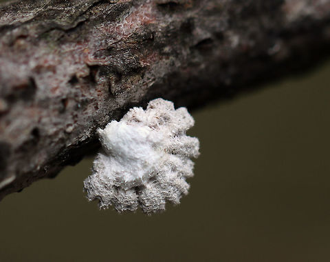 Split Gills - Schizophyllum commune Delicate fruiting bodies that were 5-15 mm wide. They had fuzzy, white upper surfaces and gill-like folds on the under surfaces. The gills ranged in color from white to brown depending on age.

Habitat: Deciduous forest
https://www.jungledragon.com/image/81339/split_gills_-_schizophyllum_commune.html Geotagged,Schizophyllum commune,Spring,United States