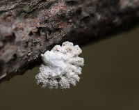 Split Gills - Schizophyllum commune Delicate fruiting bodies that were 5-15 mm wide. They had fuzzy, white upper surfaces and gill-like folds on the under surfaces. The gills ranged in color from white to brown depending on age.<br />
<br />
Habitat: Deciduous forest<br />
https://www.jungledragon.com/image/81339/split_gills_-_schizophyllum_commune.html Geotagged,Schizophyllum commune,Spring,United States