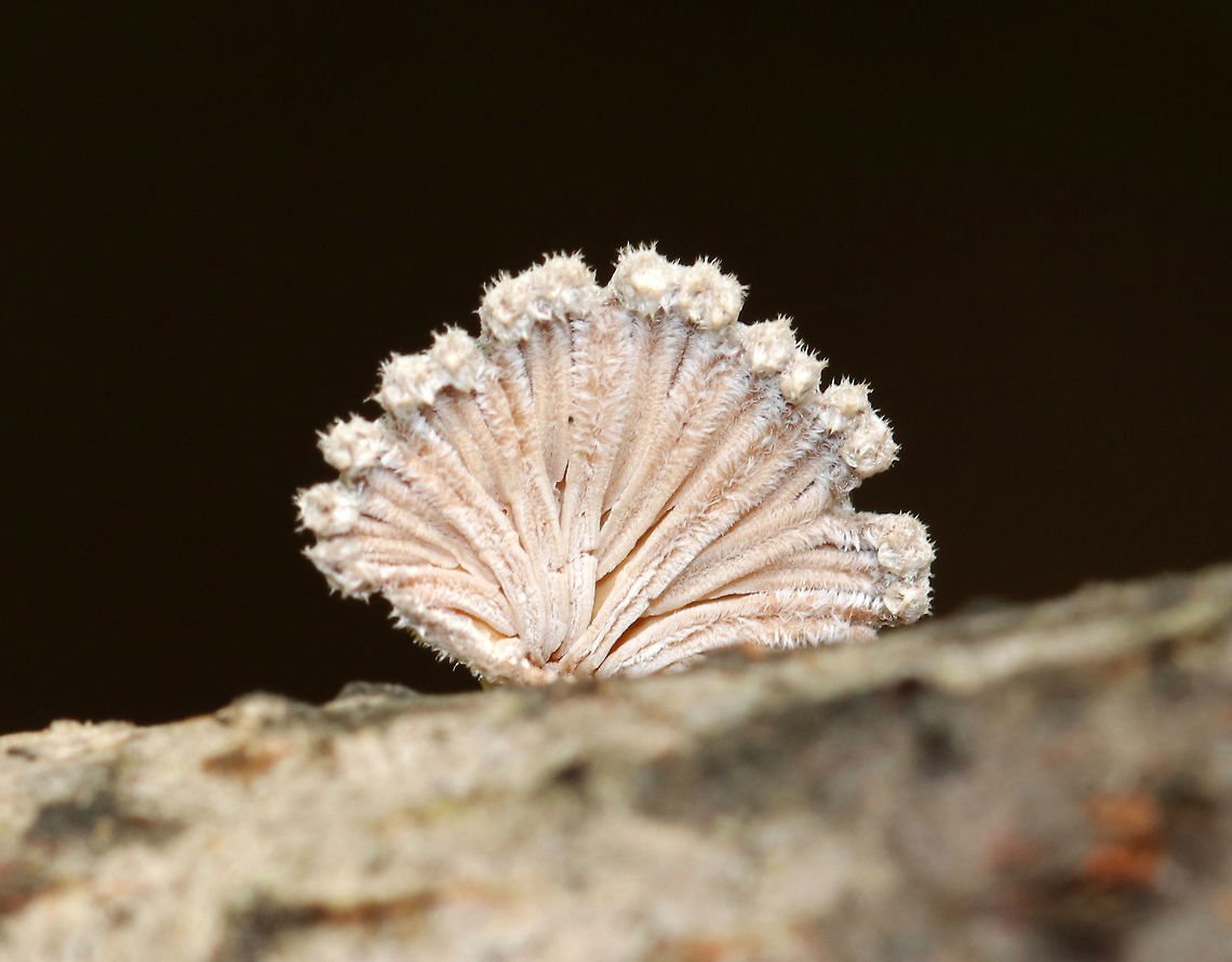 Split Gills - Schizophyllum commune Delicate fruiting bodies that were 5-15 mm wide. They had fuzzy, white upper surfaces and gill-like folds on the under surfaces. The gills ranged in color from white to brown depending on age.<br />
<br />
Habitat: Deciduous forest<br />
<figure class="photo"><a href="https://www.jungledragon.com/image/81338/split_gills_-_schizophyllum_commune.html" title="Split Gills - Schizophyllum commune"><img src="https://s3.amazonaws.com/media.jungledragon.com/images/3232/81338_thumb.jpg?AWSAccessKeyId=05GMT0V3GWVNE7GGM1R2&Expires=1767225610&Signature=aCb3QyUyA66y%2FjUrvFAu958OW%2FI%3D" width="200" height="160" alt="Split Gills - Schizophyllum commune Delicate fruiting bodies that were 5-15 mm wide. They had fuzzy, white upper surfaces and gill-like folds on the under surfaces. The gills ranged in color from white to brown depending on age.<br />
<br />
Habitat: Deciduous forest<br />
https://www.jungledragon.com/image/81339/split_gills_-_schizophyllum_commune.html Geotagged,Schizophyllum commune,Spring,United States" /></a></figure> Geotagged,Schizophyllum commune,Spring,United States