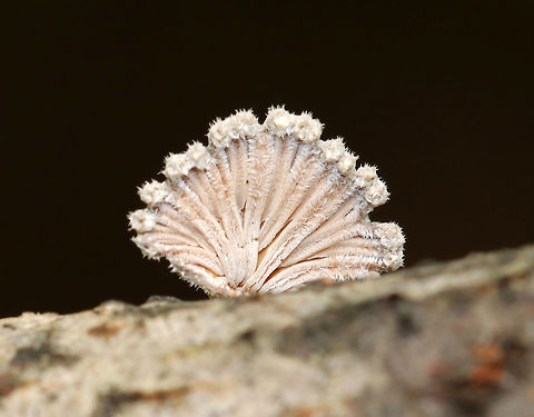 Split Gills - Schizophyllum commune Delicate fruiting bodies that were 5-15 mm wide. They had fuzzy, white upper surfaces and gill-like folds on the under surfaces. The gills ranged in color from white to brown depending on age.

Habitat: Deciduous forest
https://www.jungledragon.com/image/81338/split_gills_-_schizophyllum_commune.html Geotagged,Schizophyllum commune,Spring,United States