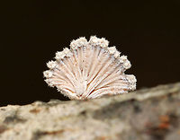 Split Gills - Schizophyllum commune Delicate fruiting bodies that were 5-15 mm wide. They had fuzzy, white upper surfaces and gill-like folds on the under surfaces. The gills ranged in color from white to brown depending on age.<br />
<br />
Habitat: Deciduous forest<br />
https://www.jungledragon.com/image/81338/split_gills_-_schizophyllum_commune.html Geotagged,Schizophyllum commune,Spring,United States
