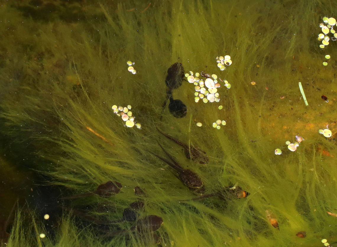 Green Frog Tadpoles - Lithobates clamitans Habitat: Tiny, man-made frog pond that was full of algae Geotagged,Green frog,Lithobates clamitans,Spring,United States,green frog tadpoles. lithobates,tadpoles