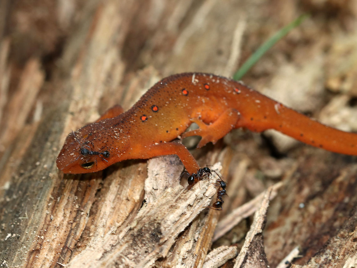 Eastern Newt (Red Eft) - Notophthalmus viridescens I found 2 small newts tucked into some rotting wood. They were being attacked by ants, yet weren&#039;t running away or fighting back. This one, which was the larger of the two, was pretty lethargic. I know that intervening with nature is often frowned upon, but I adore these salamanders and had to rescue them. I relocated to a safe, ant-free spot a few feet away.<br />
<br />
Habitat: Mixed forest<br />
<figure class="photo"><a href="https://www.jungledragon.com/image/81388/eastern_newts_red_efts_-_notophthalmus_viridescens.html" title="Eastern Newts (Red Efts) - Notophthalmus viridescens"><img src="https://s3.amazonaws.com/media.jungledragon.com/images/3232/81388_thumb.jpg?AWSAccessKeyId=05GMT0V3GWVNE7GGM1R2&Expires=1759968010&Signature=7STTyLo74N24wUkLPAUyMgrVNhE%3D" width="200" height="200" alt="Eastern Newts (Red Efts) - Notophthalmus viridescens I found 2 small newts tucked into some rotting wood. They were being attacked by ants, yet weren&#039;t running away or fighting back. The larger of the two (on top), was pretty lethargic.  The one underneath was really tiny. <br />
<br />
I know that intervening with nature is often frowned upon, but I adore these salamanders and had to rescue them. I relocated to a safe, ant-free spot a few feet away.<br />
<br />
Habitat: Mixed forest<br />
https://www.jungledragon.com/image/81387/eastern_newt_red_eft_-_notophthalmus_viridescens.html Eastern newt,Geotagged,Notophthalmus viridescens,Summer,United States" /></a></figure> Eastern newt,Geotagged,Notophthalmus viridescens,Salamander,Summer,United States,red eft