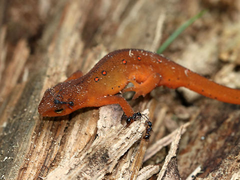 Eastern Newt (Red Eft) - Notophthalmus viridescens I found 2 small newts tucked into some rotting wood. They were being attacked by ants, yet weren't running away or fighting back. This one, which was the larger of the two, was pretty lethargic. I know that intervening with nature is often frowned upon, but I adore these salamanders and had to rescue them. I relocated to a safe, ant-free spot a few feet away.

Habitat: Mixed forest
https://www.jungledragon.com/image/81388/eastern_newts_red_efts_-_notophthalmus_viridescens.html Eastern newt,Geotagged,Notophthalmus viridescens,Salamander,Summer,United States,red eft