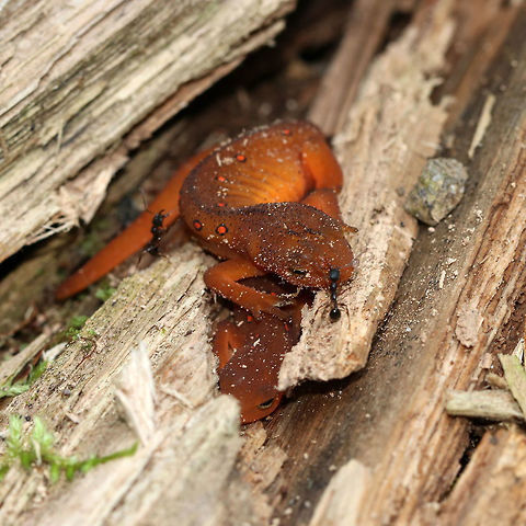 Eastern Newts (Red Efts) - Notophthalmus viridescens I found 2 small newts tucked into some rotting wood. They were being attacked by ants, yet weren't running away or fighting back. The larger of the two (on top), was pretty lethargic.  The one underneath was really tiny. 

I know that intervening with nature is often frowned upon, but I adore these salamanders and had to rescue them. I relocated to a safe, ant-free spot a few feet away.

Habitat: Mixed forest
https://www.jungledragon.com/image/81387/eastern_newt_red_eft_-_notophthalmus_viridescens.html Eastern newt,Geotagged,Notophthalmus viridescens,Summer,United States