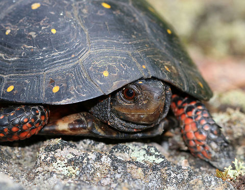Spotted Turtle - Clemmys guttata This species is listed as Vulnerable on the IUCN Red List and is a species of special concern in Connecticut.

I found it on a huge rock covering a small mountain top in NW Connecticut. I thought it was a weird location, but maybe it was nesting in the area. 
https://www.jungledragon.com/image/81390/spotted_turtle_-_clemmys_guttata.html Clemmys,Clemmys guttata,Geotagged,Spotted turtle,Summer,United States,turtle