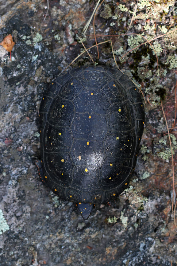 Spotted Turtle - Clemmys guttata This species is listed as Vulnerable on the IUCN Red List and is a species of special concern in Connecticut.<br />
<br />
I found it on a huge rock covering a small mountain top in NW Connecticut. I thought it was a weird location, but maybe it was nesting in the area.<br />
<figure class="photo"><a href="https://www.jungledragon.com/image/81389/spotted_turtle_-_clemmys_guttata.html" title="Spotted Turtle - Clemmys guttata"><img src="https://s3.amazonaws.com/media.jungledragon.com/images/3232/81389_thumb.jpg?AWSAccessKeyId=05GMT0V3GWVNE7GGM1R2&Expires=1769040010&Signature=gc1EBTCWSoLiZFw7Zj0ovin%2BUHw%3D" width="200" height="156" alt="Spotted Turtle - Clemmys guttata This species is listed as Vulnerable on the IUCN Red List and is a species of special concern in Connecticut.<br />
<br />
I found it on a huge rock covering a small mountain top in NW Connecticut. I thought it was a weird location, but maybe it was nesting in the area. <br />
https://www.jungledragon.com/image/81390/spotted_turtle_-_clemmys_guttata.html Clemmys,Clemmys guttata,Geotagged,Spotted turtle,Summer,United States,turtle" /></a></figure> Clemmys guttata,Geotagged,Spotted turtle,Summer,United States