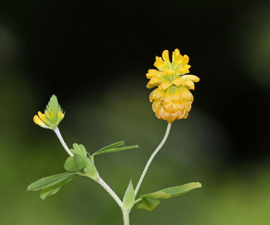 Hop Clover - Trifolium campestre Small, yellow pea flowers that are clustered in roundish heads above leaves that are divided into three leaflets. Flower heads were approximately 2 cm wide. The flowers, leaves, and seeds of this plant are edible. The flowers can be used in tea, the seeds can be roasted and eaten as is or they can be ground into flour, and the leaves are good tossed in salad.<br />
<br />
Habitat: Meadow on the side of a low mountain<br />
<figure class="photo"><a href="https://www.jungledragon.com/image/81392/hop_clover_-_trifolium_campestre.html" title="Hop Clover - Trifolium campestre"><img src="https://s3.amazonaws.com/media.jungledragon.com/images/3232/81392_thumb.jpg?AWSAccessKeyId=05GMT0V3GWVNE7GGM1R2&Expires=1759968010&Signature=UxLH2KyDhPsqly8PufMsU9lfPt4%3D" width="138" height="152" alt="Hop Clover - Trifolium campestre Small, yellow pea flowers that are clustered in roundish heads above leaves that are divided into three leaflets. Flower heads were approximately 2 cm wide. The flowers, leaves, and seeds of this plant are edible. The flowers can be used in tea, the seeds can be roasted and eaten as is or they can be ground into flour, and the leaves are good tossed in salad.<br />
<br />
Habitat: Meadow on the side of a low mountain<br />
https://www.jungledragon.com/image/81391/hop_clover_-_trifolium_campestre.html Geotagged,Hop Trefoil,Summer,Trifolium campestre,United States" /></a></figure> Geotagged,Hop Trefoil,Summer,Trifolium campestre,United States