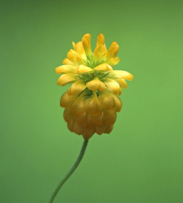 Hop Clover - Trifolium campestre Small, yellow pea flowers that are clustered in roundish heads above leaves that are divided into three leaflets. Flower heads were approximately 2 cm wide. The flowers, leaves, and seeds of this plant are edible. The flowers can be used in tea, the seeds can be roasted and eaten as is or they can be ground into flour, and the leaves are good tossed in salad.<br />
<br />
Habitat: Meadow on the side of a low mountain<br />
<figure class="photo"><a href="https://www.jungledragon.com/image/81391/hop_clover_-_trifolium_campestre.html" title="Hop Clover - Trifolium campestre"><img src="https://s3.amazonaws.com/media.jungledragon.com/images/3232/81391_thumb.jpg?AWSAccessKeyId=05GMT0V3GWVNE7GGM1R2&Expires=1759968010&Signature=xFB3Bs1T4XsU2JfXaua4U8Ltypo%3D" width="200" height="168" alt="Hop Clover - Trifolium campestre Small, yellow pea flowers that are clustered in roundish heads above leaves that are divided into three leaflets. Flower heads were approximately 2 cm wide. The flowers, leaves, and seeds of this plant are edible. The flowers can be used in tea, the seeds can be roasted and eaten as is or they can be ground into flour, and the leaves are good tossed in salad.<br />
<br />
Habitat: Meadow on the side of a low mountain<br />
https://www.jungledragon.com/image/81392/hop_clover_-_trifolium_campestre.html Geotagged,Hop Trefoil,Summer,Trifolium campestre,United States" /></a></figure> Geotagged,Hop Trefoil,Summer,Trifolium campestre,United States