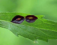 Galls on Fleabane (Erigeron sp.) I found these galls on a fleabane leaf. So far, I can't find an ID for them.<br />
<br />
Habitat: Meadow on the side of a low mountain<br />
https://www.jungledragon.com/image/81394/galls_on_fleabane_erigeron_sp._underside.html Geotagged,Summer,United States,fleabane,fleabane gall,gall,galls