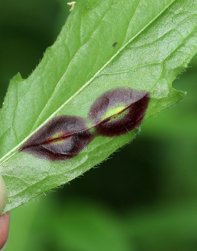 Galls on Fleabane (Erigeron sp.) (Underside) I found these galls on a fleabane leaf. So far, I can't find an ID for them.<br />
<br />
Habitat: Meadow on the side of a low mountain<br />
<figure class="photo"><a href="https://www.jungledragon.com/image/81393/galls_on_fleabane_erigeron_sp.html" title="Galls on Fleabane (Erigeron sp.)"><img src="https://s3.amazonaws.com/media.jungledragon.com/images/3232/81393_thumb.jpg?AWSAccessKeyId=05GMT0V3GWVNE7GGM1R2&Expires=1770854410&Signature=VXBw345EEfmRQu3K5sU5G0nYBXM%3D" width="200" height="160" alt="Galls on Fleabane (Erigeron sp.) I found these galls on a fleabane leaf. So far, I can't find an ID for them.<br />
<br />
Habitat: Meadow on the side of a low mountain<br />
https://www.jungledragon.com/image/81394/galls_on_fleabane_erigeron_sp._underside.html Geotagged,Summer,United States,fleabane,fleabane gall,gall,galls" /></a></figure> Geotagged,Summer,United States