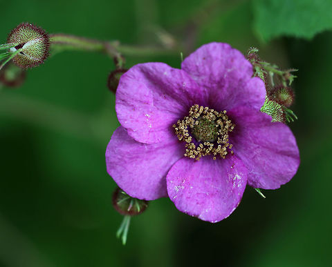 Purple-flowered Raspberry - Rubus odoratus Native to eastern North America. Purple-flowering raspberry berries aren't usually eaten because they are very seedy even though they have a nice flavor.

Habitat: Meadow on a low mountain Geotagged,Rubus odoratus,Summer,United States,purple-flowered raspberry,raspberry,rubus