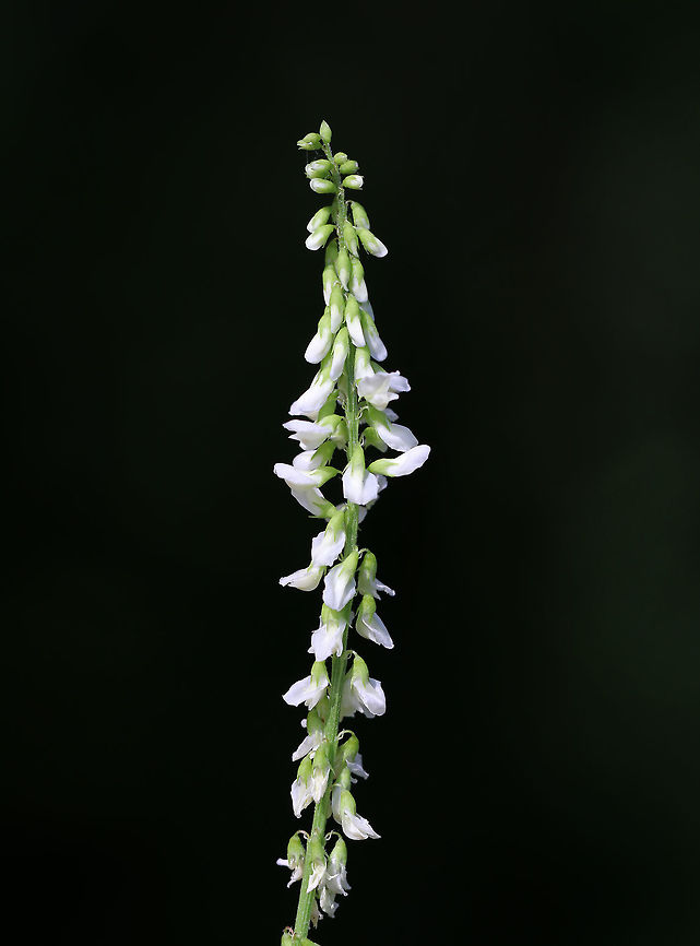 White Sweetclover - Melilotus albus White Sweetclover is a nitrogen-fixing legume and is considered a valuable source of nectar. It has a characteristic sweet odor, which intensifies when dried.<br />
<br />
Habitat: Meadow on a low mountain<br />
<figure class="photo"><a href="https://www.jungledragon.com/image/81397/white_sweetclover_-_melilotus_albus.html" title="White Sweetclover - Melilotus albus"><img src="https://s3.amazonaws.com/media.jungledragon.com/images/3232/81397_thumb.jpg?AWSAccessKeyId=05GMT0V3GWVNE7GGM1R2&Expires=1759968010&Signature=1uuDZW6yMqhGmh2TzVsAE4gWlYI%3D" width="118" height="152" alt="White Sweetclover - Melilotus albus White Sweetclover is a nitrogen-fixing legume and is considered a valuable source of nectar. It has a characteristic sweet odor, which intensifies when dried.<br />
<br />
Habitat: Meadow on a low mountain<br />
https://www.jungledragon.com/image/81396/white_sweetclover_-_melilotus_albus.html Geotagged,Melilotus albus,Summer,United States,White-flowered sweet clover" /></a></figure> Geotagged,Melilotus albus,Summer,United States,White-flowered sweet clover,sweet clover,sweetclover,white sweetclover