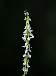 White Sweetclover - Melilotus albus White Sweetclover is a nitrogen-fixing legume and is considered a valuable source of nectar. It has a characteristic sweet odor, which intensifies when dried.

Habitat: Meadow on a low mountain
https://www.jungledragon.com/image/81397/white_sweetclover_-_melilotus_albus.html Geotagged,Melilotus albus,Summer,United States,White-flowered sweet clover,sweet clover,sweetclover,white sweetclover