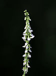 White Sweetclover - Melilotus albus White Sweetclover is a nitrogen-fixing legume and is considered a valuable source of nectar. It has a characteristic sweet odor, which intensifies when dried.<br />
<br />
Habitat: Meadow on a low mountain<br />
https://www.jungledragon.com/image/81397/white_sweetclover_-_melilotus_albus.html Geotagged,Melilotus albus,Summer,United States,White-flowered sweet clover,sweet clover,sweetclover,white sweetclover
