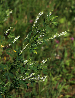 White Sweetclover - Melilotus albus White Sweetclover is a nitrogen-fixing legume and is considered a valuable source of nectar. It has a characteristic sweet odor, which intensifies when dried.

Habitat: Meadow on a low mountain
https://www.jungledragon.com/image/81396/white_sweetclover_-_melilotus_albus.html Geotagged,Melilotus albus,Summer,United States,White-flowered sweet clover