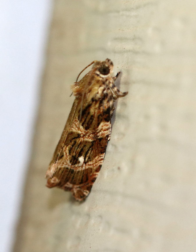 Macramé Moth - Phaecasiophora confixana TL: ~15 mm. This tortricid moth had such a pretty pattern!<br />
<br />
Habitat: Attracted to a 395 nm LED light. Geotagged,Macramé Moth,Phaecasiophora confixana,Summer,United States,moth