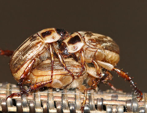 Oriental Beetle - Exomala orientalis These beetles love my LED light and they also love copulating. Everywhere I look at night, I see these beetles mating, sometimes with 2, 3, or even 4 males piled up on a single female. It's a complete beetle orgy.

Beetle with mottled, brown and black elytra. 

Adults can cause minor damage to flowering plants. The larvae actively feed on organic matter in the soil and on plant roots, which can cause serious damage to turfgrass and ornamental plants.

Habitat: Attracted to a 395 nm LED light in a semi-rural area Exomala orientalis,Geotagged,Oriental beetle,Summer,United States,beetle