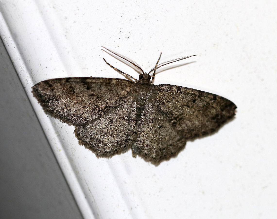 Canadian Melanolophia - Melanolophia canadaria WS: 35 mm. Pale gray FW marked with fragmented lines. Wavy PM line that is double at the midpoint and inner margin, forming two dark patches.<br />
<br />
Habitat: Attracted to a 395 nm LED light in a semi-rural area Geotagged,Melanolophia canadaria,Summer,United States