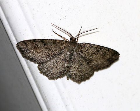 Canadian Melanolophia - Melanolophia canadaria WS: 35 mm. Pale gray FW marked with fragmented lines. Wavy PM line that is double at the midpoint and inner margin, forming two dark patches.

Habitat: Attracted to a 395 nm LED light in a semi-rural area Geotagged,Melanolophia canadaria,Summer,United States