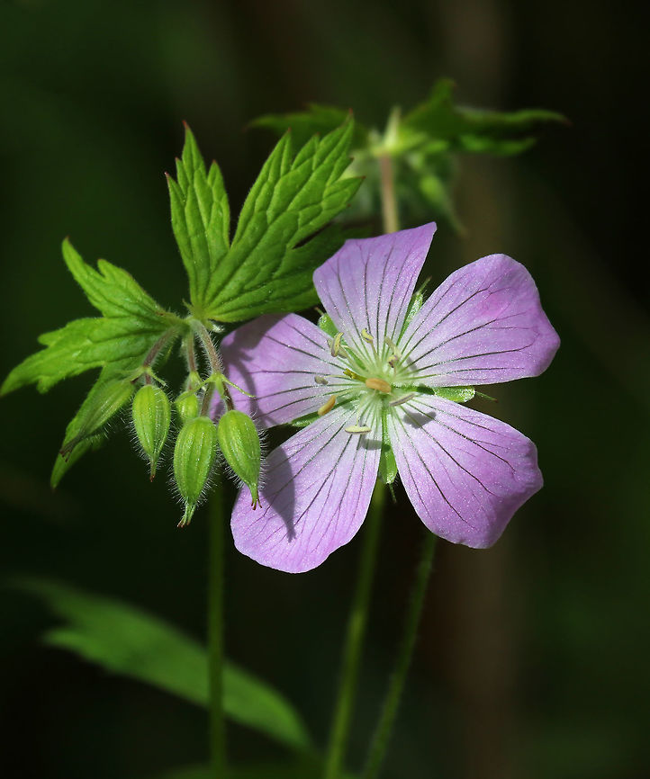 Wild Geranium - Geranium maculatum Pinkish-lilac flowers with 5 petals, growing in a cluster. Dark green leaves that were deeply cut and palmately 5-lobed.<br />
<br />
Habitat: Deciduous forest Geotagged,Geranium maculatum,Spotted Geranium,Spring,United States,geranium