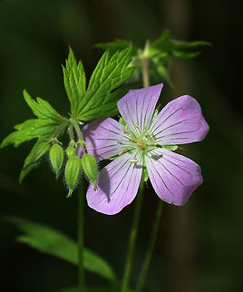 Wild Geranium - Geranium maculatum Pinkish-lilac flowers with 5 petals, growing in a cluster. Dark green leaves that were deeply cut and palmately 5-lobed.

Habitat: Deciduous forest Geotagged,Geranium maculatum,Spotted Geranium,Spring,United States,geranium