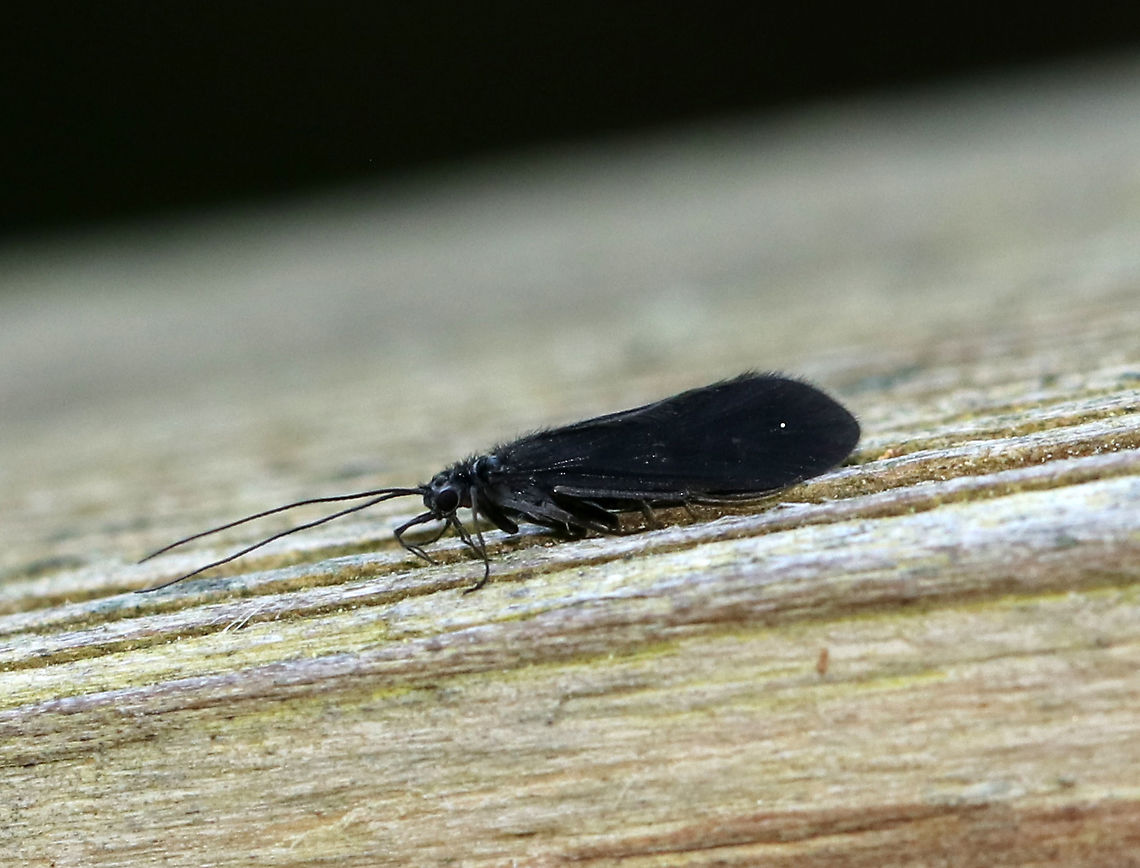 Caddisfly - Mystacides sp.(?) I&#039;m not sure about the ID on this caddisfly. It had black, hairy wings...I don&#039;t know if the white dot is part of the wing or just debris.<br />
<br />
Habitat: Wetland Geotagged,Spring,United States,caddisfly