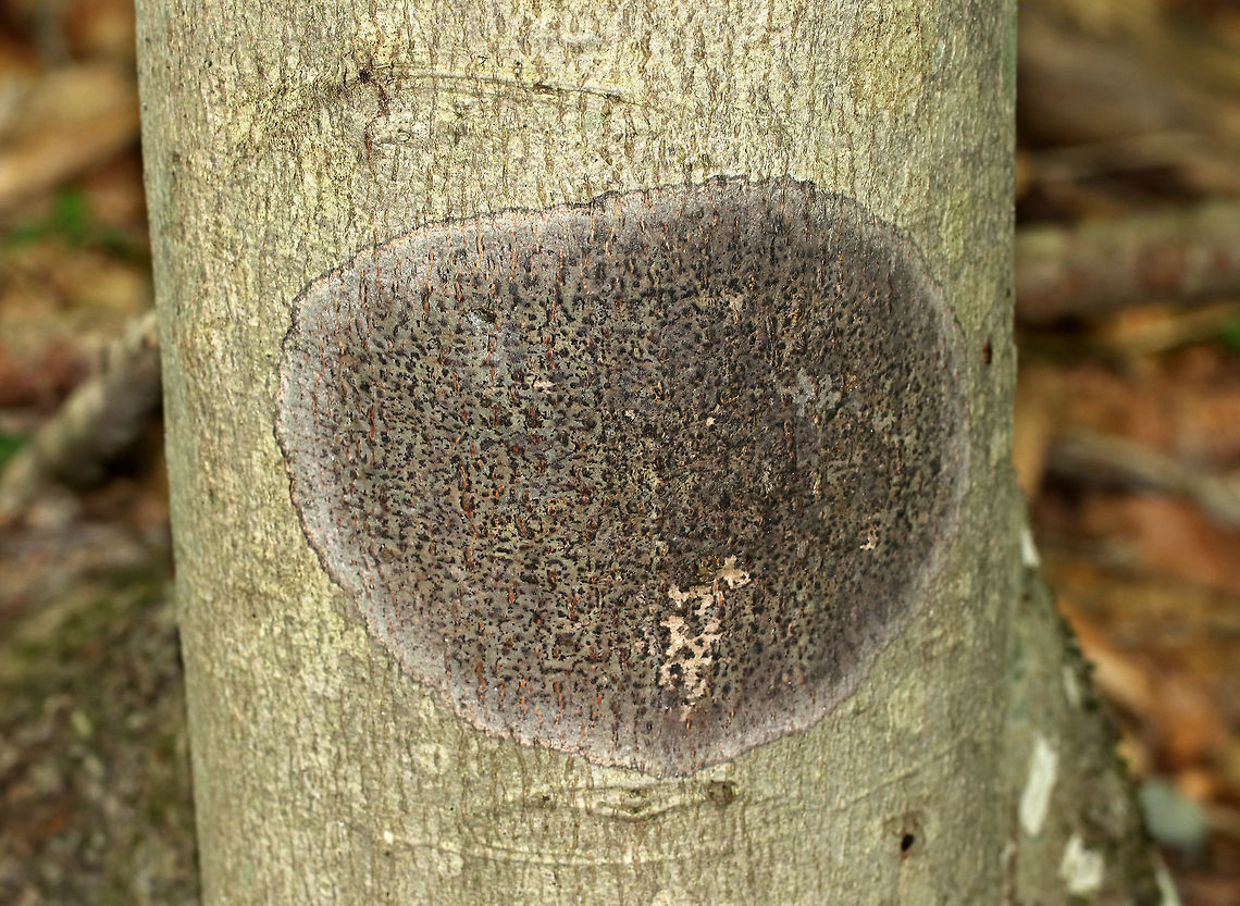 Viridothelium virens Crustose lichen that was about 15 cm diameter. <br />
<br />
Habitat: Deciduous tree<br />
<figure class="photo"><a href="https://www.jungledragon.com/image/81417/viridothelium_virens.html" title="Viridothelium virens"><img src="https://s3.amazonaws.com/media.jungledragon.com/images/3232/81417_thumb.jpg?AWSAccessKeyId=05GMT0V3GWVNE7GGM1R2&Expires=1767225610&Signature=9411IJAp1%2BYfpP%2FBt75MlyJZVL0%3D" width="200" height="134" alt="Viridothelium virens Crustose lichen that was about 15 cm diameter. <br />
<br />
Habitat: Deciduous tree<br />
https://www.jungledragon.com/image/81415/comma_lichen_-_arthonia_sp.html<br />
https://www.jungledragon.com/image/81416/comma_lichen_-_arthonia_sp.html Geotagged,Speckled Blister Lichen,Summer,United States,Viridothelium virens" /></a></figure><br />
<figure class="photo"><a href="https://www.jungledragon.com/image/81416/viridothelium_virens.html" title="Viridothelium virens"><img src="https://s3.amazonaws.com/media.jungledragon.com/images/3232/81416_thumb.jpg?AWSAccessKeyId=05GMT0V3GWVNE7GGM1R2&Expires=1767225610&Signature=FimgOFNb99hVIJQRvFBlS0erLoU%3D" width="200" height="134" alt="Viridothelium virens Crustose lichen that was about 15 cm diameter. <br />
<br />
Habitat: Deciduous tree<br />
https://www.jungledragon.com/image/81415/comma_lichen_-_arthonia_sp.html<br />
https://www.jungledragon.com/image/81417/comma_lichen_-_arthonia_sp.html Geotagged,Speckled Blister Lichen,Summer,United States,Viridothelium virens" /></a></figure> Geotagged,Speckled Blister Lichen,Summer,United States,Viridothelium virens,lichen