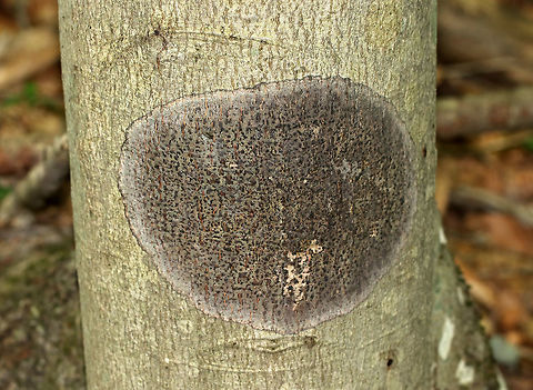Viridothelium virens Crustose lichen that was about 15 cm diameter. 

Habitat: Deciduous tree
https://www.jungledragon.com/image/81417/comma_lichen_-_arthonia_sp.html
https://www.jungledragon.com/image/81416/comma_lichen_-_arthonia_sp.html Geotagged,Speckled Blister Lichen,Summer,United States,Viridothelium virens,lichen