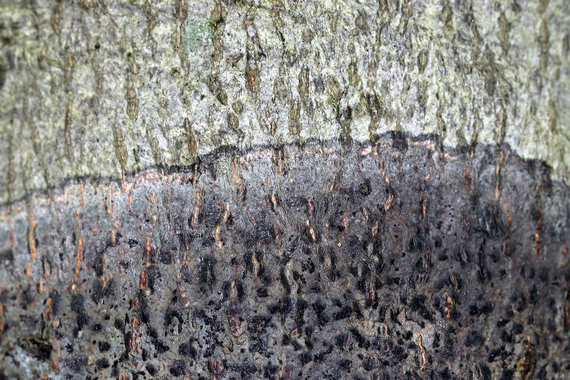 Viridothelium virens Crustose lichen that was about 15 cm diameter. <br />
<br />
Habitat: Deciduous tree<br />
<figure class="photo"><a href="https://www.jungledragon.com/image/81415/viridothelium_virens.html" title="Viridothelium virens"><img src="https://s3.amazonaws.com/media.jungledragon.com/images/3232/81415_thumb.jpg?AWSAccessKeyId=05GMT0V3GWVNE7GGM1R2&Expires=1767225610&Signature=vyQ0bFlDooJx88%2B4JfJkvpaDrKM%3D" width="200" height="148" alt="Viridothelium virens Crustose lichen that was about 15 cm diameter. <br />
<br />
Habitat: Deciduous tree<br />
https://www.jungledragon.com/image/81417/comma_lichen_-_arthonia_sp.html<br />
https://www.jungledragon.com/image/81416/comma_lichen_-_arthonia_sp.html Geotagged,Speckled Blister Lichen,Summer,United States,Viridothelium virens,lichen" /></a></figure><br />
<figure class="photo"><a href="https://www.jungledragon.com/image/81417/viridothelium_virens.html" title="Viridothelium virens"><img src="https://s3.amazonaws.com/media.jungledragon.com/images/3232/81417_thumb.jpg?AWSAccessKeyId=05GMT0V3GWVNE7GGM1R2&Expires=1767225610&Signature=9411IJAp1%2BYfpP%2FBt75MlyJZVL0%3D" width="200" height="134" alt="Viridothelium virens Crustose lichen that was about 15 cm diameter. <br />
<br />
Habitat: Deciduous tree<br />
https://www.jungledragon.com/image/81415/comma_lichen_-_arthonia_sp.html<br />
https://www.jungledragon.com/image/81416/comma_lichen_-_arthonia_sp.html Geotagged,Speckled Blister Lichen,Summer,United States,Viridothelium virens" /></a></figure> Geotagged,Speckled Blister Lichen,Summer,United States,Viridothelium virens