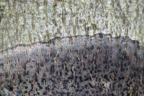 Viridothelium virens Crustose lichen that was about 15 cm diameter. 

Habitat: Deciduous tree
https://www.jungledragon.com/image/81415/comma_lichen_-_arthonia_sp.html
https://www.jungledragon.com/image/81417/comma_lichen_-_arthonia_sp.html Geotagged,Speckled Blister Lichen,Summer,United States,Viridothelium virens