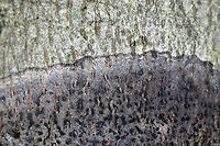 Viridothelium virens Crustose lichen that was about 15 cm diameter. <br />
<br />
Habitat: Deciduous tree<br />
https://www.jungledragon.com/image/81415/comma_lichen_-_arthonia_sp.html<br />
https://www.jungledragon.com/image/81417/comma_lichen_-_arthonia_sp.html Geotagged,Speckled Blister Lichen,Summer,United States,Viridothelium virens