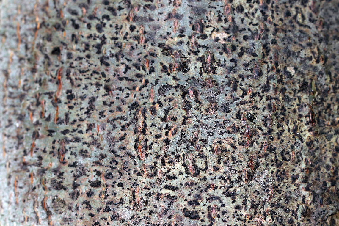 Viridothelium virens Crustose lichen that was about 15 cm diameter. <br />
<br />
Habitat: Deciduous tree<br />
<figure class="photo"><a href="https://www.jungledragon.com/image/81415/viridothelium_virens.html" title="Viridothelium virens"><img src="https://s3.amazonaws.com/media.jungledragon.com/images/3232/81415_thumb.jpg?AWSAccessKeyId=05GMT0V3GWVNE7GGM1R2&Expires=1767225610&Signature=vyQ0bFlDooJx88%2B4JfJkvpaDrKM%3D" width="200" height="148" alt="Viridothelium virens Crustose lichen that was about 15 cm diameter. <br />
<br />
Habitat: Deciduous tree<br />
https://www.jungledragon.com/image/81417/comma_lichen_-_arthonia_sp.html<br />
https://www.jungledragon.com/image/81416/comma_lichen_-_arthonia_sp.html Geotagged,Speckled Blister Lichen,Summer,United States,Viridothelium virens,lichen" /></a></figure><br />
<figure class="photo"><a href="https://www.jungledragon.com/image/81416/viridothelium_virens.html" title="Viridothelium virens"><img src="https://s3.amazonaws.com/media.jungledragon.com/images/3232/81416_thumb.jpg?AWSAccessKeyId=05GMT0V3GWVNE7GGM1R2&Expires=1767225610&Signature=FimgOFNb99hVIJQRvFBlS0erLoU%3D" width="200" height="134" alt="Viridothelium virens Crustose lichen that was about 15 cm diameter. <br />
<br />
Habitat: Deciduous tree<br />
https://www.jungledragon.com/image/81415/comma_lichen_-_arthonia_sp.html<br />
https://www.jungledragon.com/image/81417/comma_lichen_-_arthonia_sp.html Geotagged,Speckled Blister Lichen,Summer,United States,Viridothelium virens" /></a></figure> Geotagged,Speckled Blister Lichen,Summer,United States,Viridothelium virens