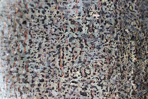 Speckled Blister Lichen