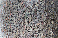 Viridothelium virens Crustose lichen that was about 15 cm diameter. <br />
<br />
Habitat: Deciduous tree<br />
https://www.jungledragon.com/image/81415/comma_lichen_-_arthonia_sp.html<br />
https://www.jungledragon.com/image/81416/comma_lichen_-_arthonia_sp.html Geotagged,Speckled Blister Lichen,Summer,United States,Viridothelium virens