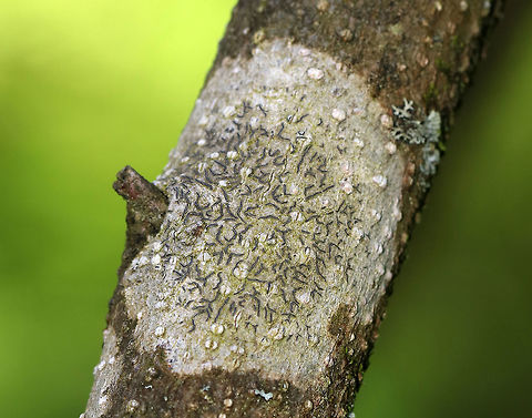 Script Lichen- Graphis scripta I can never resist taking photos of this species! 

A crustose lichen whose elongated fruiting bodies resemble scribbles or writing on the bark of trees.

Habitat: Hardwood tree Geotagged,Graphis scripta,Spring,United States,graphis,lichen