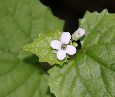 Garlic Mustard  - Poor Man's Mustard White flowers with 4 petals clustered at the stem tips. Leaves are toothed and have a garlic odor when crushed.

This plant has a biennial life cycle - so, it only lives for two years. During the first year, it just looks like a cluster leaves. In the second year, tall stalks with small, white, terminal flowers grow. They are edible during the second year and taste like garlic. The flowers are delicious in salads, and the seeds can be roasted and ground for use as a spice.

Habitat: Deciduous forest Alliaria petiolata,Garlic mustard,Geotagged,Spring,United States